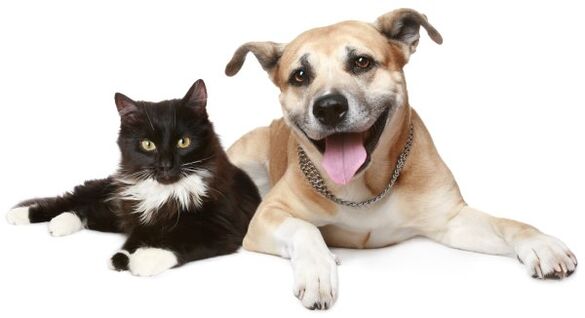 animals are a source of parasite infection