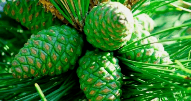 Green Pine Conones
