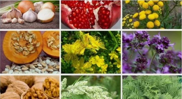 Treatment of parasites in human body with folk drugs